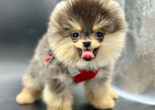 Pomeranian Boo